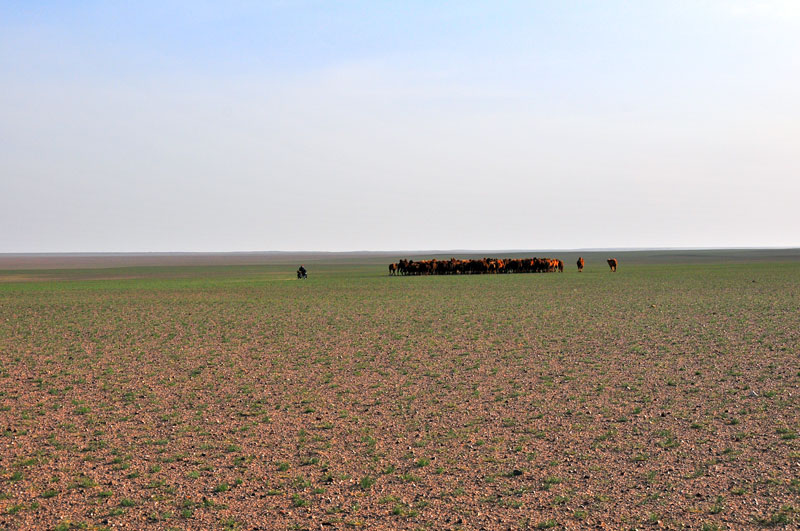 Mongolie